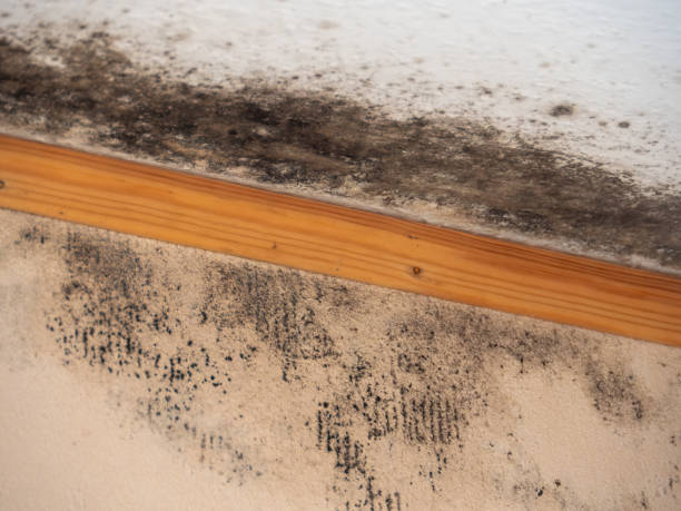 Professional Mold Removal in Bethel Island, CA